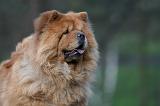CHOW CHOW 591